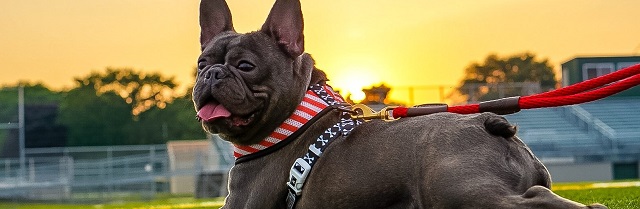Dog & Cat Licensing